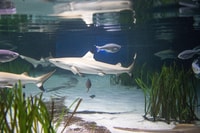 Oberhausen, Sea Life Ticket et dans la tournée des coulisses - Housity