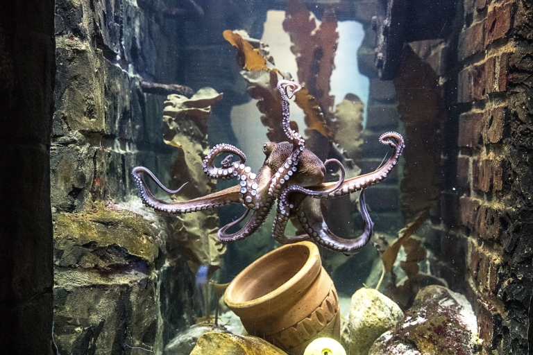 Oberhausen: SEA LIFE Ticket and Behind the Scenes Tour