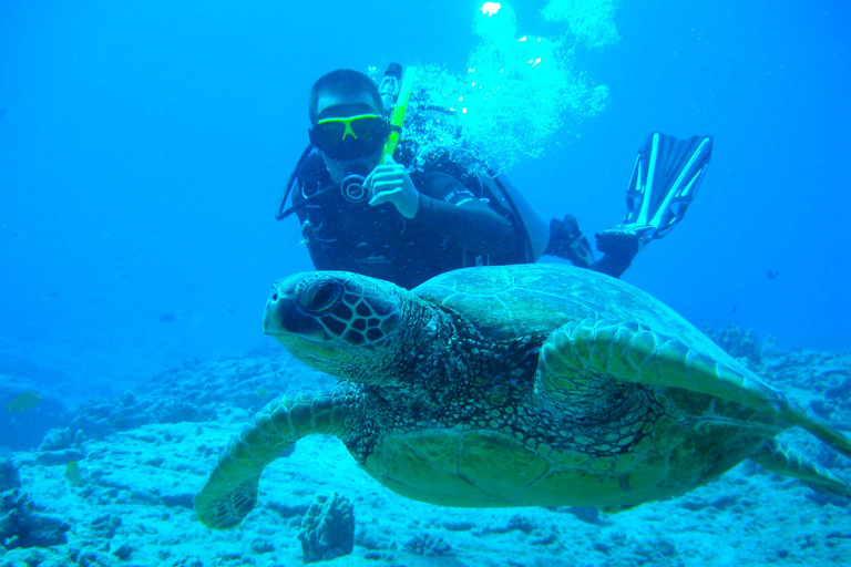 Mirissa: Guided Turtle Snorkeling Experience with Pickup