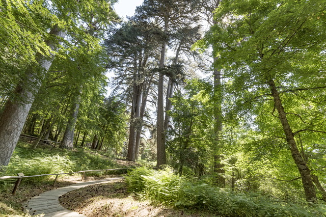 Visit Cosenza Giants of the Sila in Bohemian Switzerland National Park