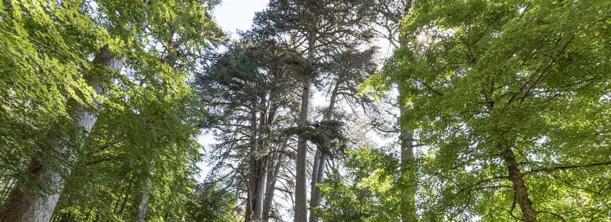 Cosenza : Les géants de la Sila