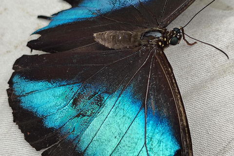 Excursion d&#039;une journée complète à Mindo, tout compris, avec transport depuis Quito.Excursion d&#039;une journée complète à Mindo, tout compris, avec transport depuis Quito