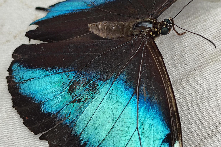 Excursion d&#039;une journée complète à Mindo, tout compris, avec transport depuis Quito.Excursion d&#039;une journée complète à Mindo, tout compris, avec transport depuis Quito