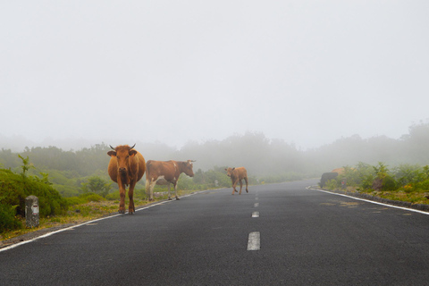 Madeira: västra sidan Achadas Cruz, Moniz, Seixal och FanalUpphämtning och rundtur i Caniço på tyska