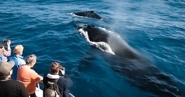 Kona: Tour di mezzogiorno di Kalaoa per l&#039;osservazione delle balene