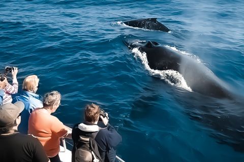 Kona: tour di osservazione delle balene di mezzogiorno a Kalaoa