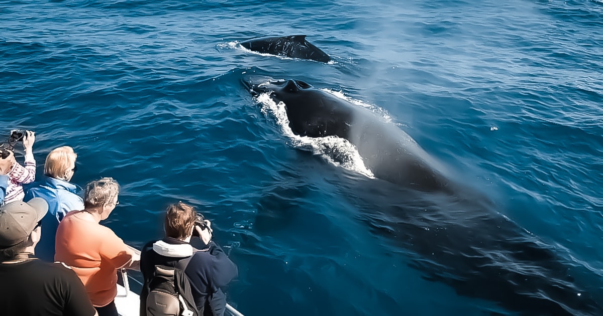Kona Kalaoa Midday Whale Watching Tour GetYourGuide