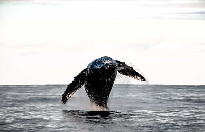 Kalaoa : Excursion d'observation des baleines dans la journée sur la ...