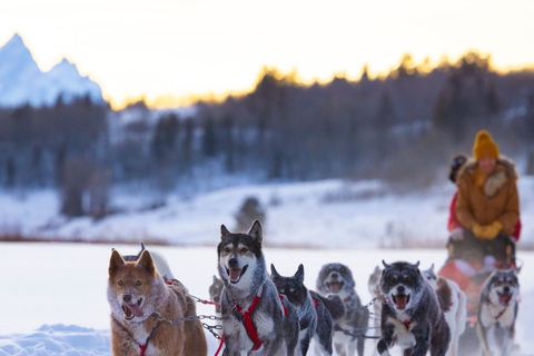 Jackson Hole : Excursion en traîneau à chiens avec chocolat chaudDe Moran : Tour en traîneau à chiens avec chocolat chaud