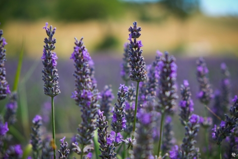 Vanuit Avignon: Lavendel & Luberon dorpenVanuit Avignon: lavendeldagtour