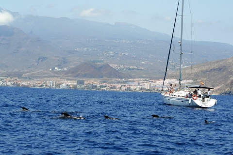 Au départ de Los Gigantes : Croisière d'observation des baleines en voilierVoyage privé de 4 heures