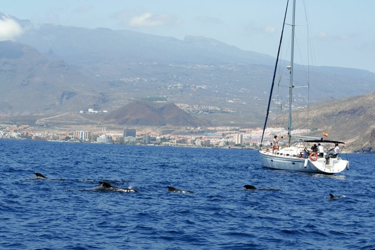 From Los Gigantes: Whale Watching Sailboat Cruise Private 4-Hour Trip