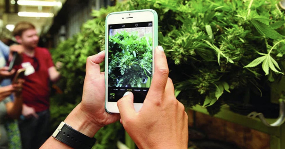 Denver: Cannabis Tour with Grow Facility Access | GetYourGuide