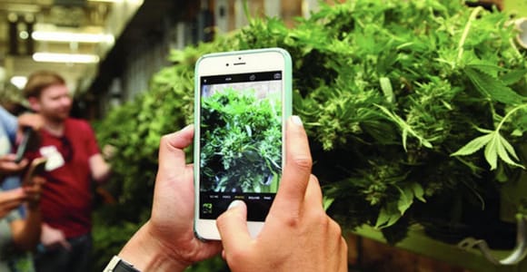 Denver: Cannabis Tour mit Zugang zur Grow Facility