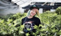 Denver, Cannabis -Tour mit Zugang zum Anbetrieb der Einrichtung - Housity