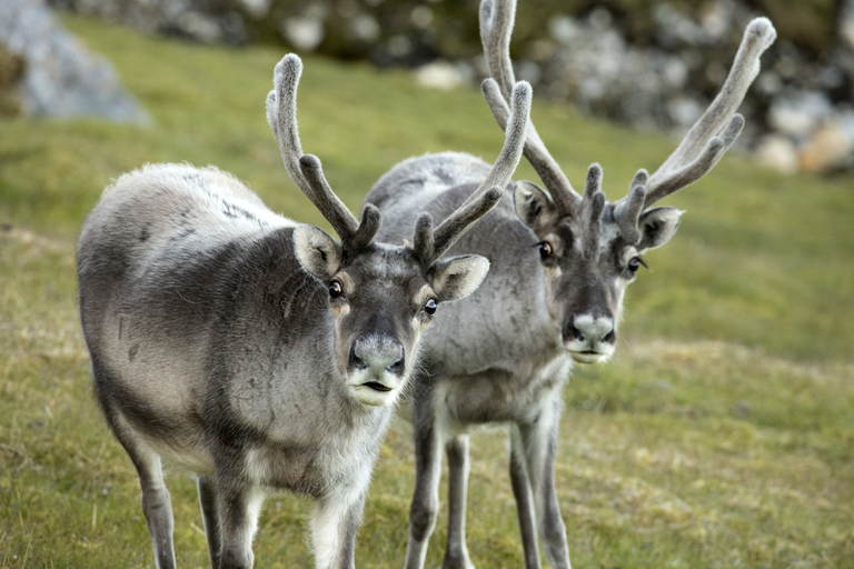 Tromso: Fjord Arctic Adventure ExpeditionFrom Tromso: Fjords Instagram Tour with Lunch &amp; Warm Drinks