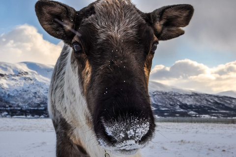 Tromso: Fjord Arctic Adventure ExpeditionFrom Tromso: Fjords Instagram Tour with Lunch &amp; Warm Drinks