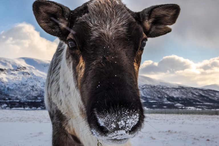 Excursión por los fiordos de Tromso en Instagram: Los fiordos más impresionantes