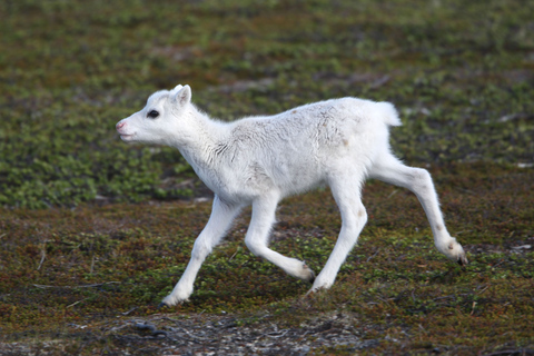 Tromso: Spedizione avventura nei fiordi articiDa Tromso: Tour Instagram dei fiordi con pranzo e bevande calde