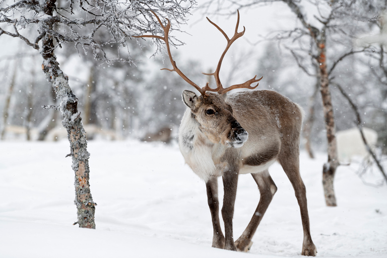 Tromso: Spedizione avventura nei fiordi articiDa Tromso: Tour Instagram dei fiordi con pranzo e bevande calde