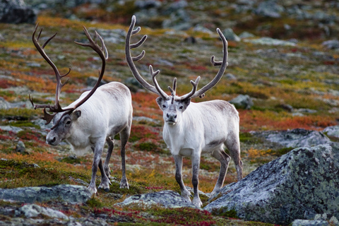 Tour des fjords de Tromso sur Instagram : Les fjords les plus époustouflants