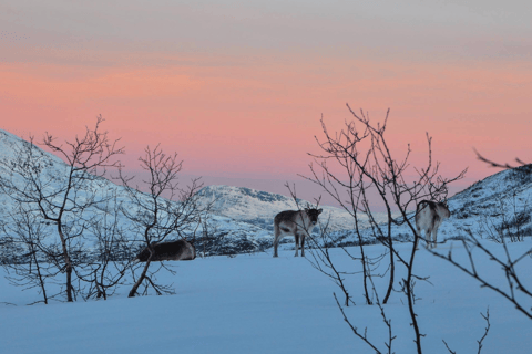 Tromso: Fjord Arctic Adventure ExpeditionFrom Tromso: Fjords Instagram Tour with Lunch &amp; Warm Drinks