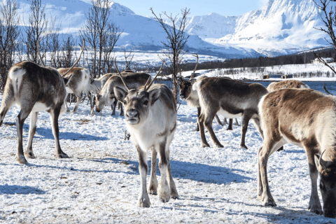 Tromso: Spedizione avventura nei fiordi articiDa Tromso: Tour Instagram dei fiordi con pranzo e bevande calde