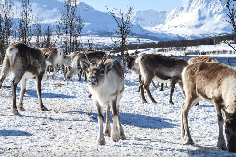 Tromso: Fjord Arctic Adventure ExpeditionFrom Tromso: Fjords Instagram Tour with Lunch &amp; Warm Drinks