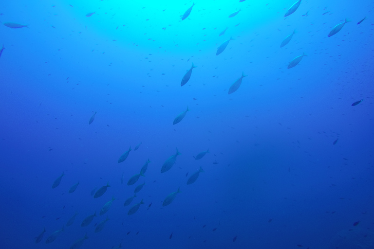 Catania: Scuba Diving motor boat