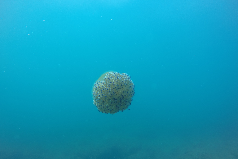 Catania: Scuba Diving motor boat