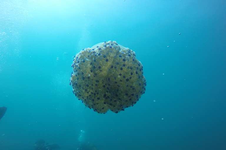 Catania: Scuba Diving motor boat