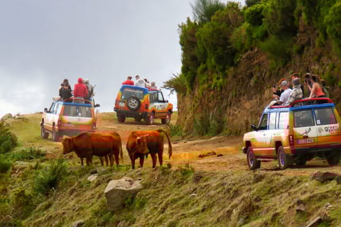 Madeira: tour in 4x4 di un'intera giornata nel nord-ovest