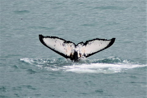 From Reykjavík: Whale Watching and Northern Lights Combo