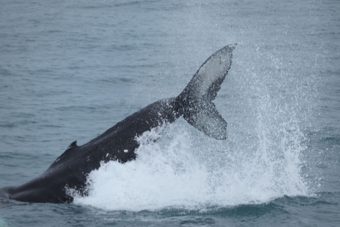 De Reykjavík: observation des baleines et aurores boréales