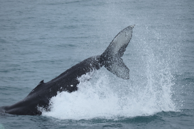 From Reykjavík: Whale Watching and Northern Lights Combo