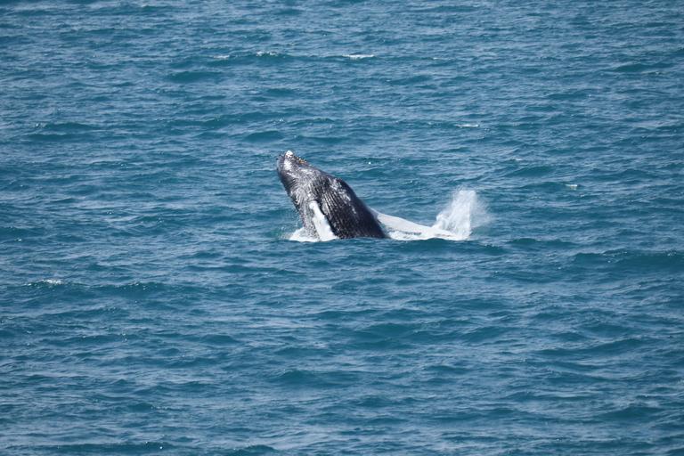 Reykjavik: Best Value Whale Watching Boat Tour