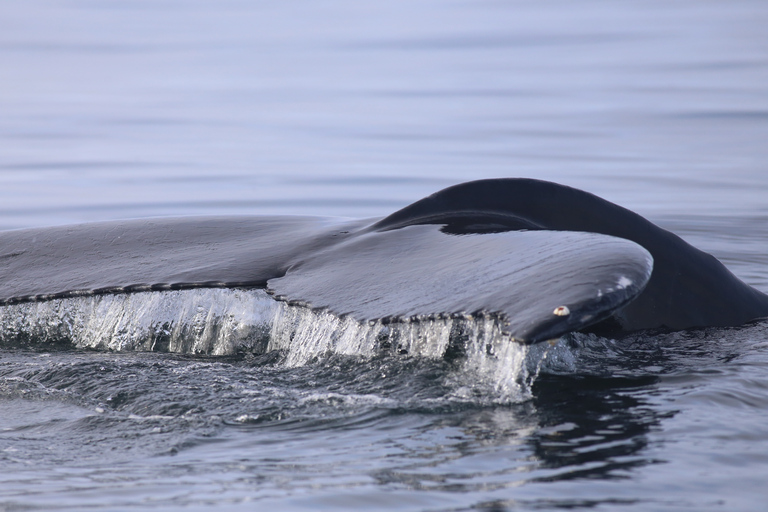 Reykjavik: Best Value Whale Watching Boat Tour