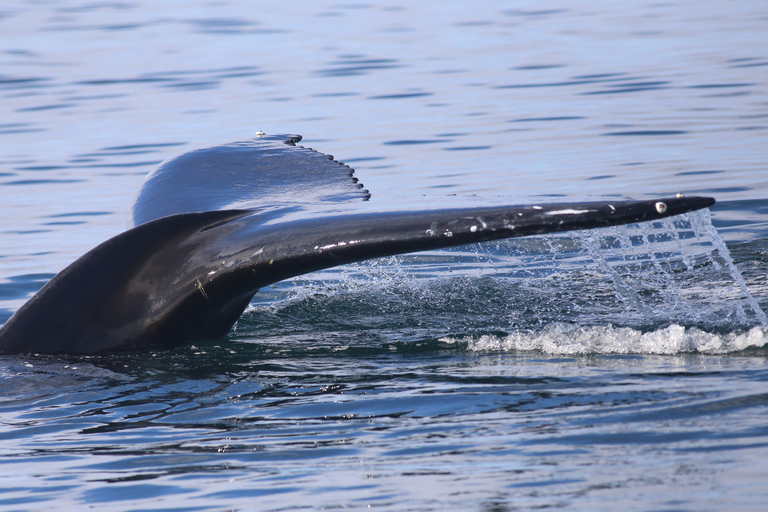 Reykjavik: Best Value Whale Watching Boat Tour