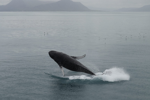 Reykjavik: Best Value Whale Watching Boat Tour