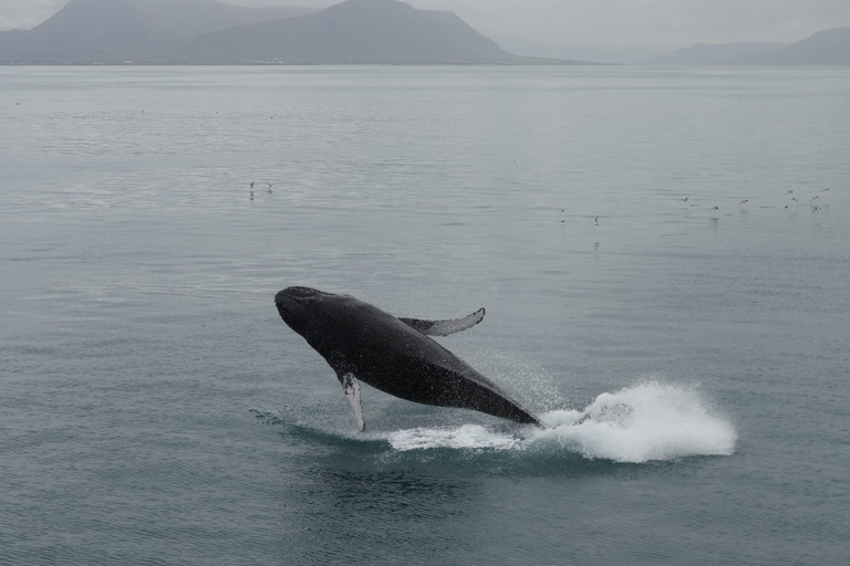 Reikiavik: tour en barco de avistamiento de ballenas con la mejor relación calidad-precio