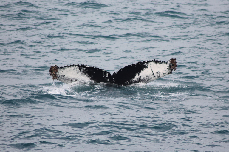 Reykjavik: Best Value Whale Watching Boat Tour