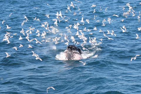 Reikiavik: tour en barco de avistamiento de ballenas con la mejor relación calidad-precio