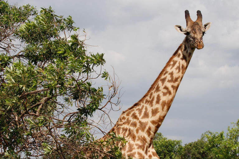 Arusha: 6-Day Best of Northern Circuit Adventure Safari