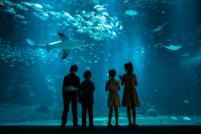 Nausicaá National Sea Center: Full-Day Entry Ticket