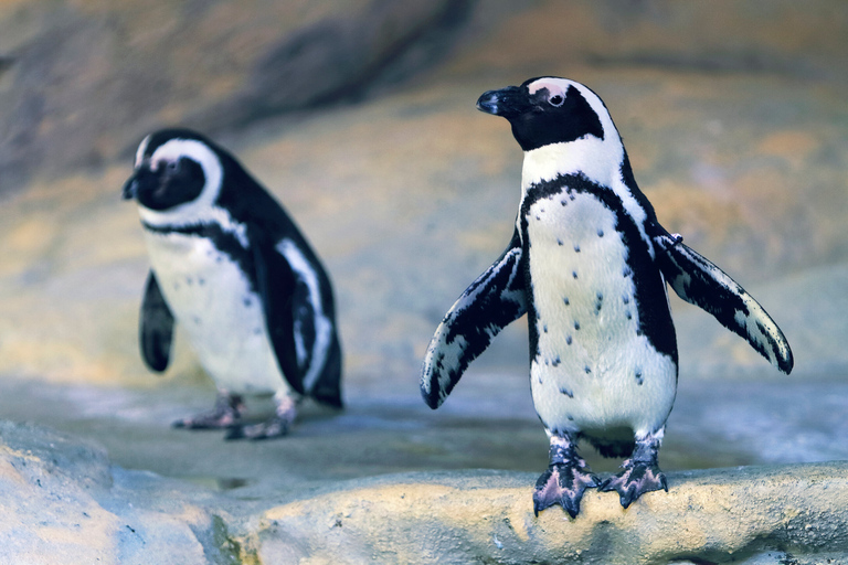 Nausicaá National Sea Center: Full-Day Entry Ticket