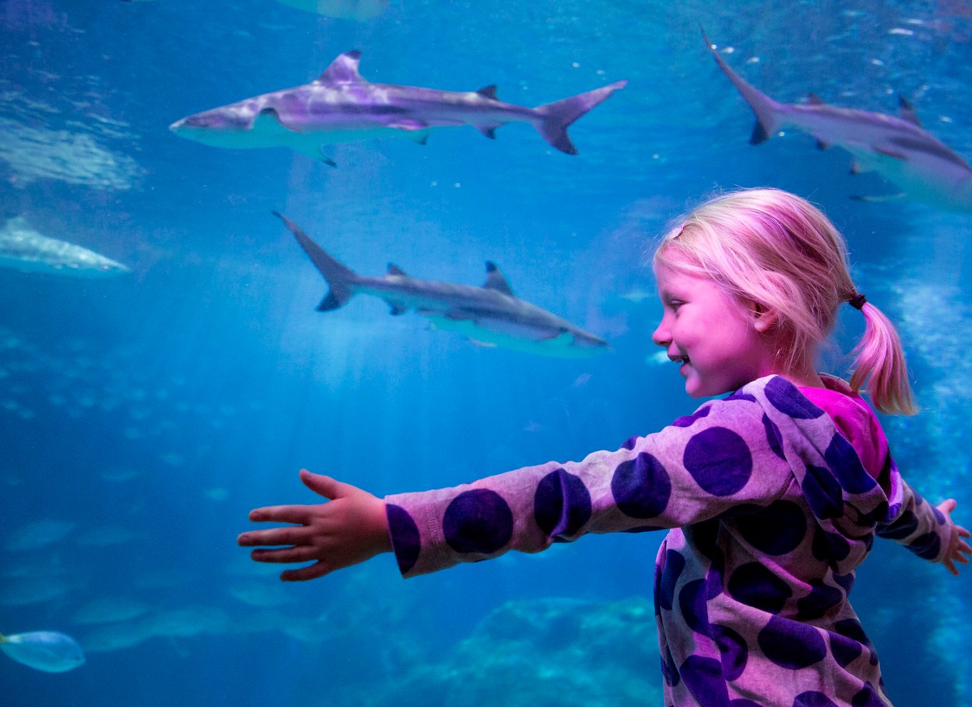 Oberhausen: Billet til LEGOLAND Discovery Centre og SEA LIFE