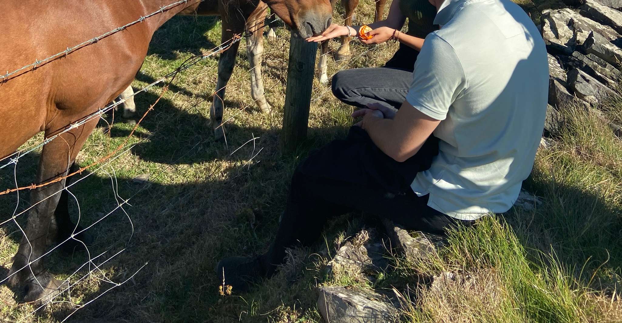 Da Doolin, Scogliere di Moher Guidata Passeggiata Costiera - Hizvo