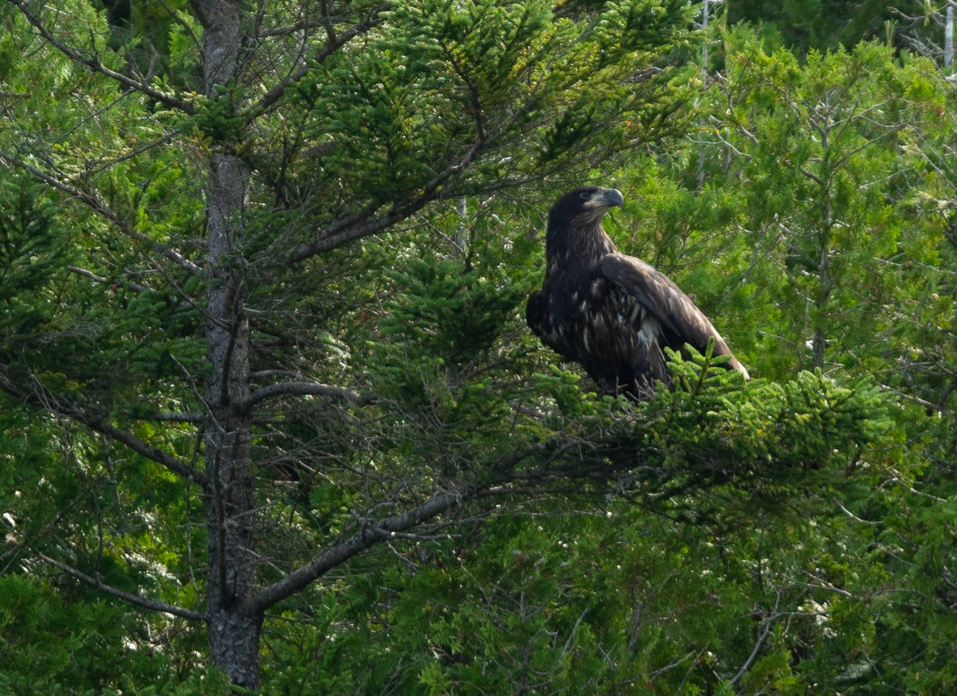 Saint John River: Kajak-tur med flodrelikvier