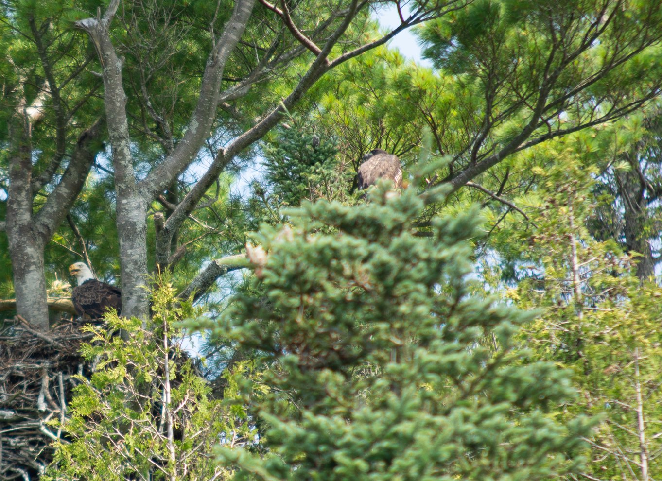 Saint John River: Kajak-tur med flodrelikvier