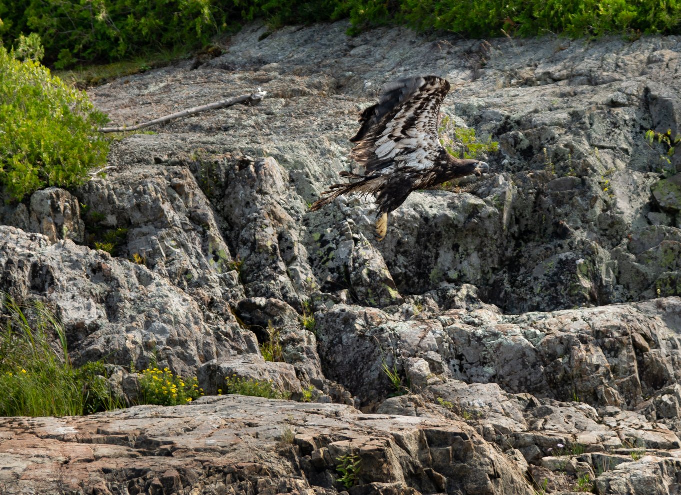 Saint John River: Kajak-tur med flodrelikvier